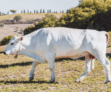 11. Tour della Chianina 1