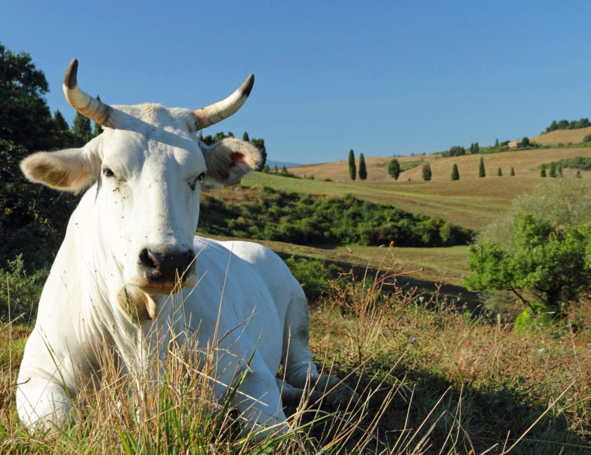 9 Tour chianina