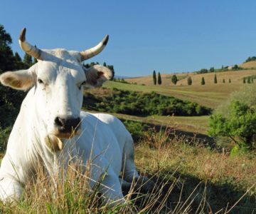 9 Tour chianina