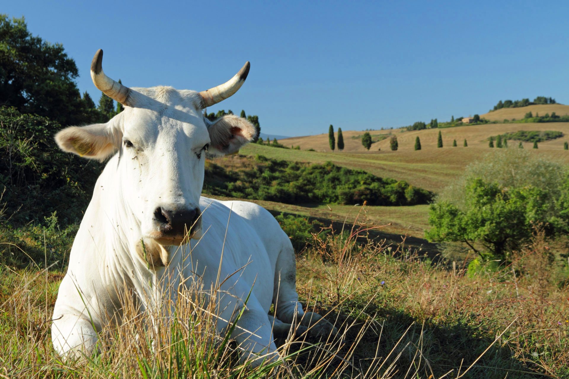 9 Tour chianina