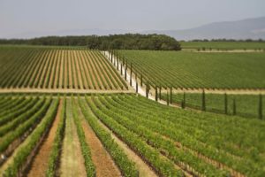 la-braccesca-antinori-agricola402_MG_3511