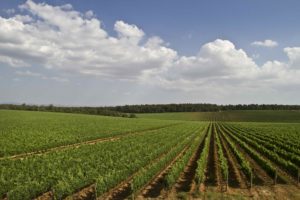 la-braccesca-antinori-agricola525_MG_4493