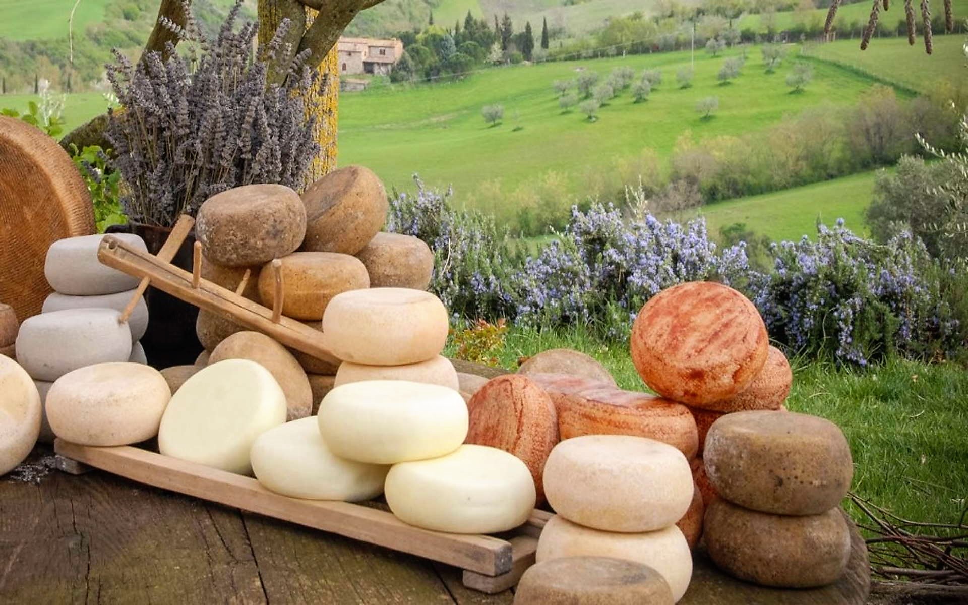 Pecorino cheese and Vino Nobile tour, from Pienza to Montepulciano