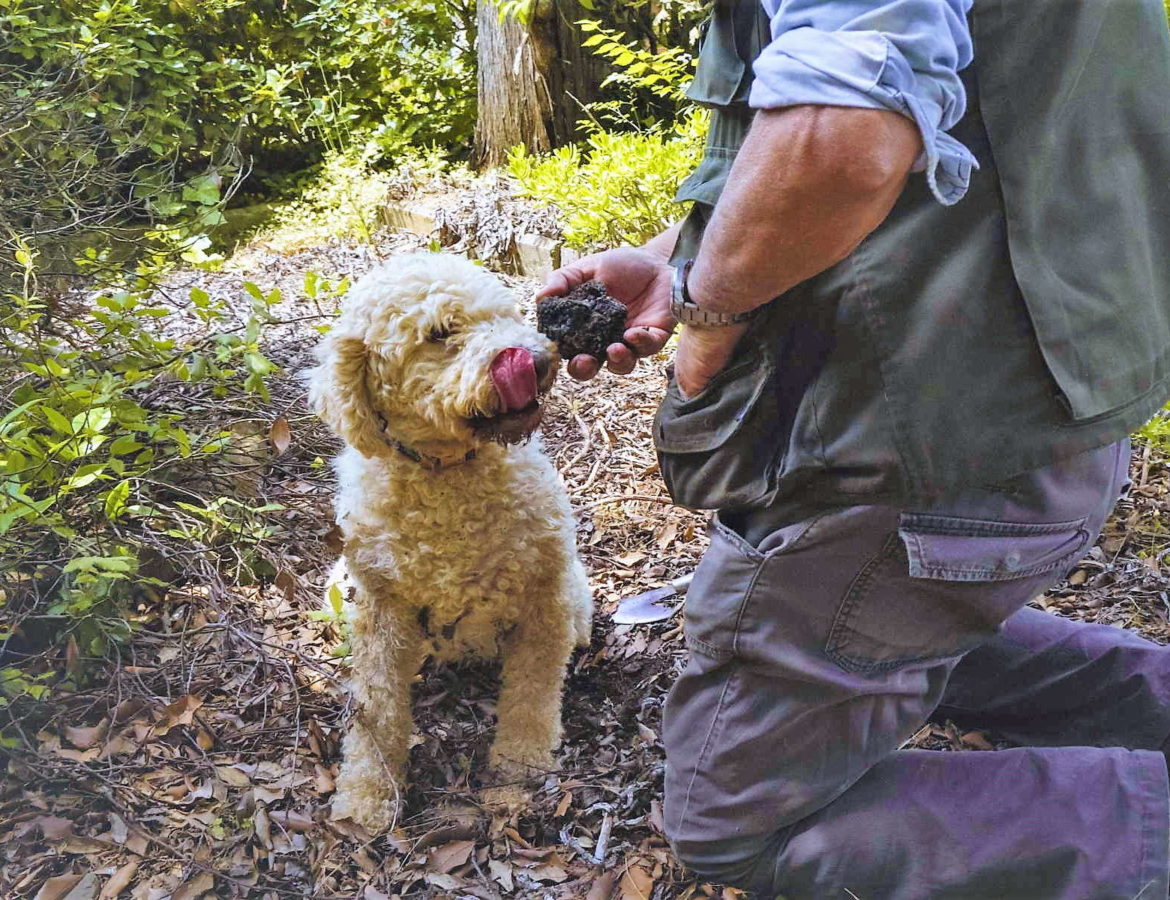 19. Caccia al tartufo 1