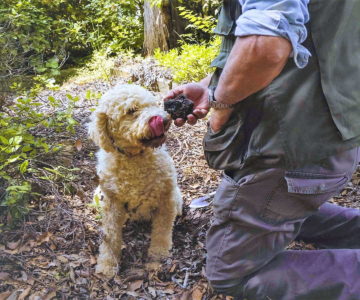 19. Caccia al tartufo 1