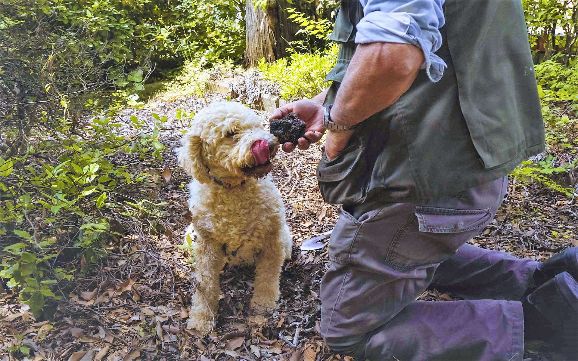 19. Caccia al tartufo 1