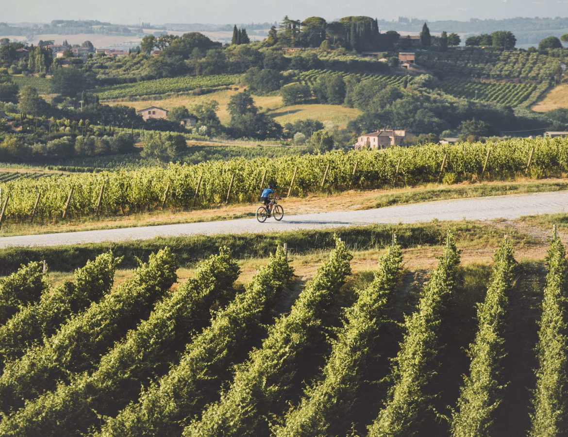 bicicletta vigneti