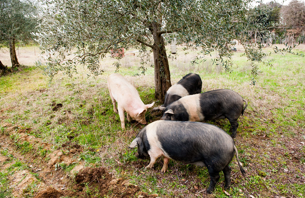 farm tour valdichiana