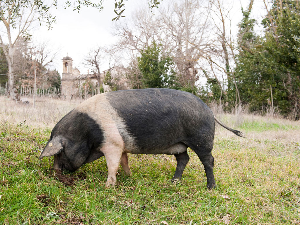 DSC 9810w2 DSC 9810w2