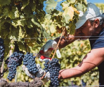 32 Colazione della vendemmia