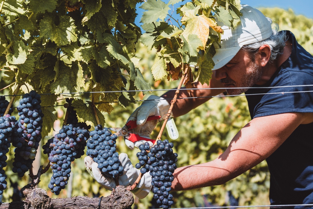 32 Colazione della vendemmia