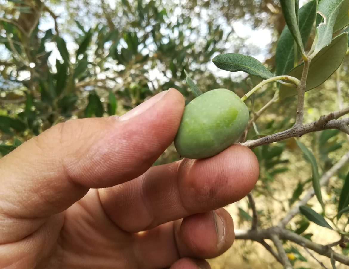 33 Partecipa alla raccolta delle olive