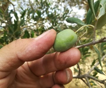 33 Partecipa alla raccolta delle olive