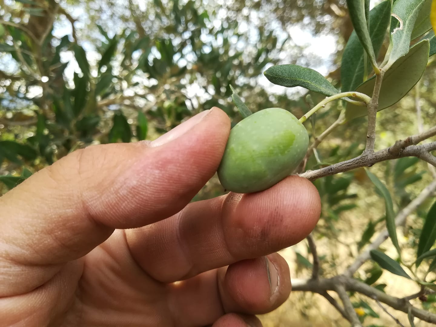 33 Partecipa alla raccolta delle olive