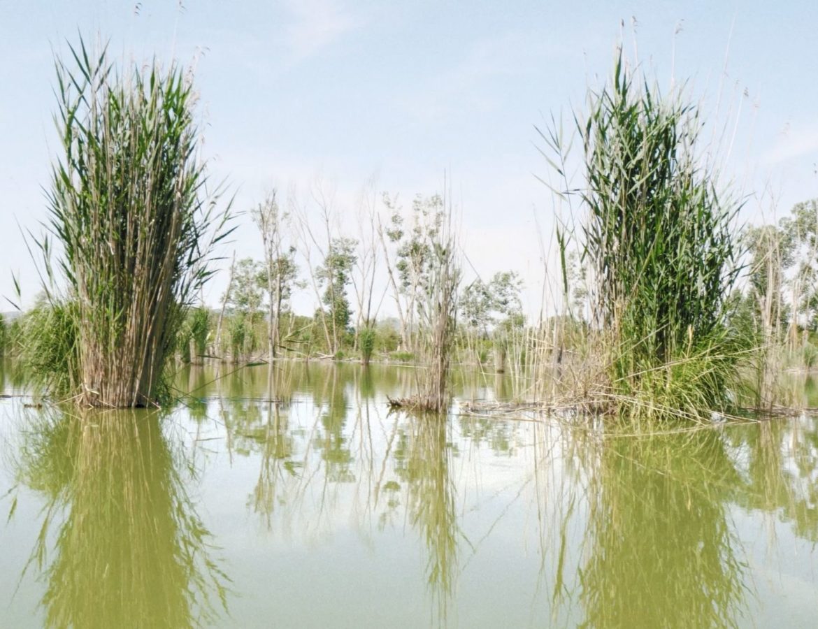 Birdwatching al Lago di Montepulciano