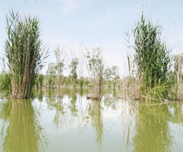 Birdwatching al Lago di Montepulciano