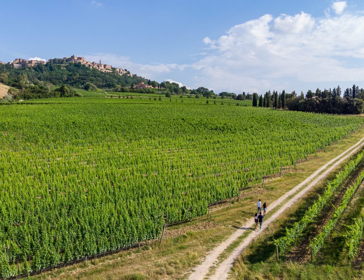 Montepulciano Passeggiata in vigna (9) rid