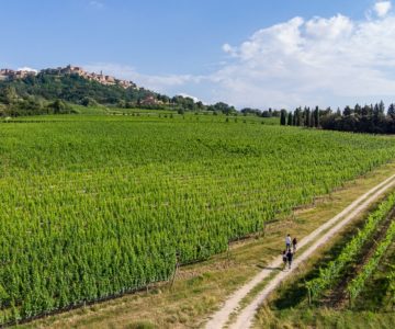 Montepulciano Passeggiata in vigna (9) rid