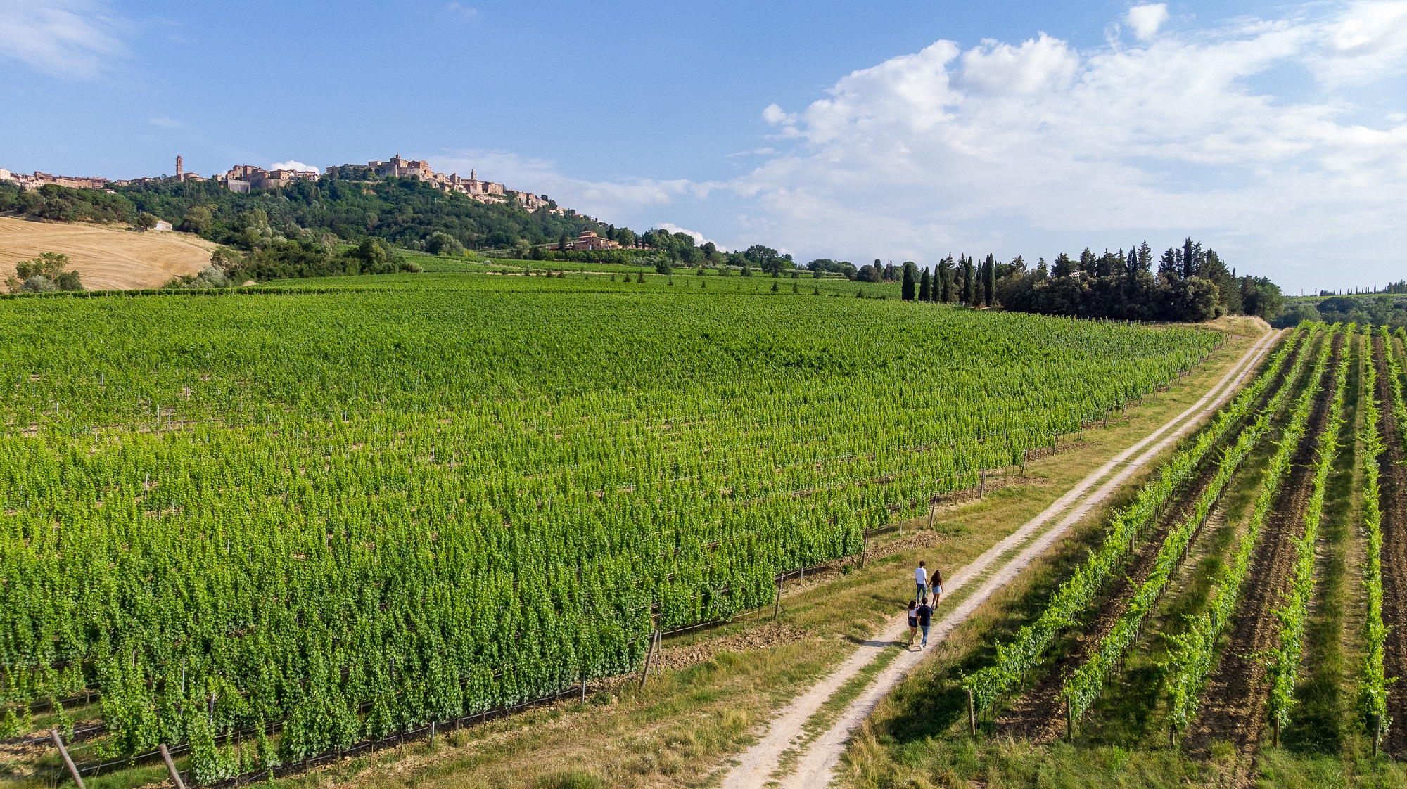 Montepulciano Passeggiata in vigna (9) rid