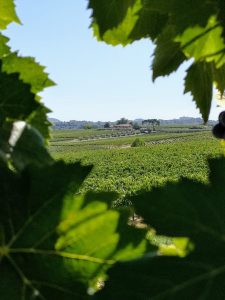 Ascianello estate