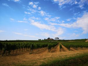 Ascianello primavera