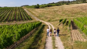 Montepulciano Passeggiata in vigna (13)